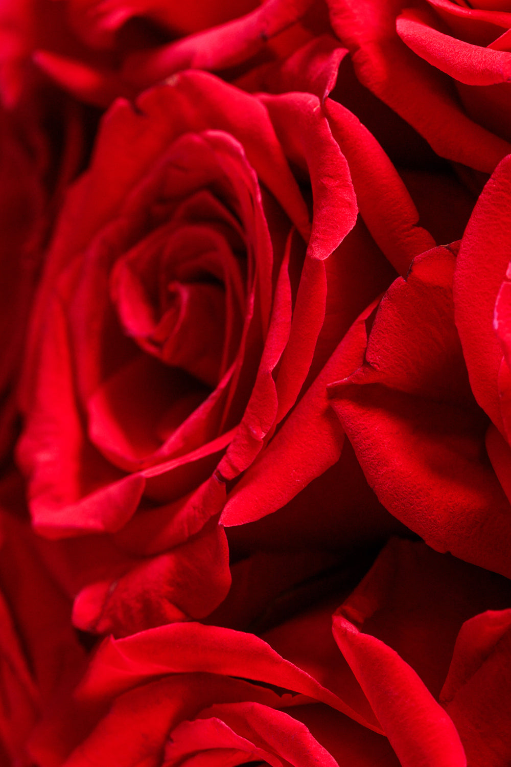 Fifty Shades of Red