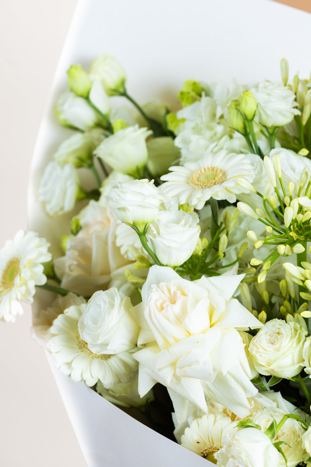 Ivory Bloom