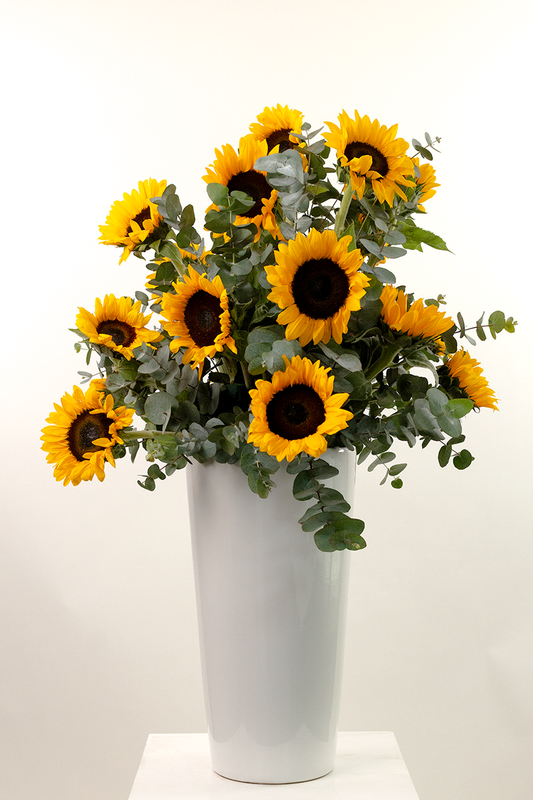 Here Comes the Sun