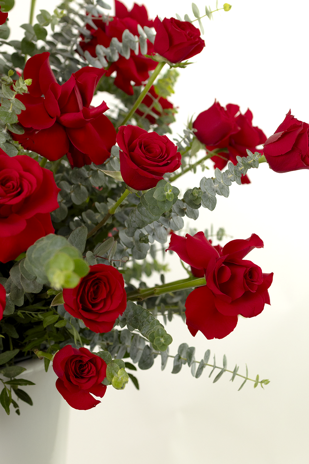 Kiss From a Rose