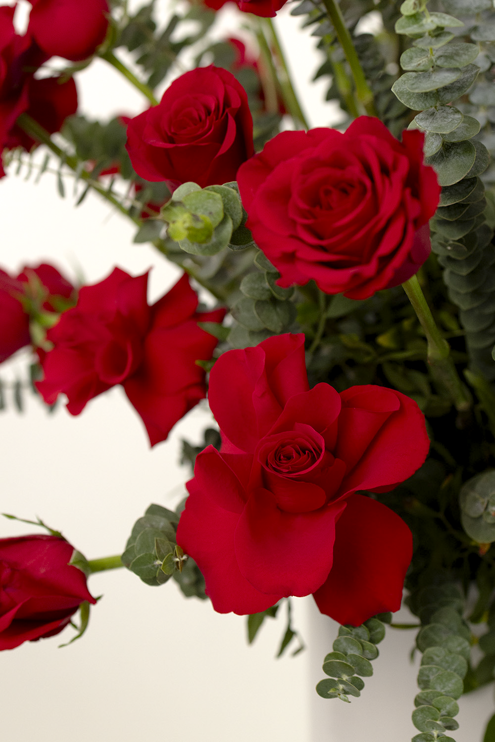 Kiss From a Rose