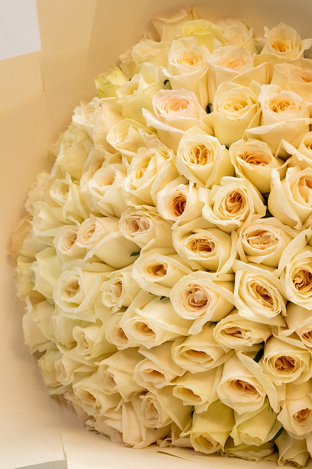 Ivory Dream